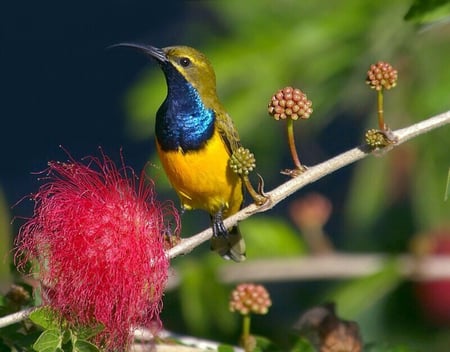 Jewel of the sky - black, branch, yellow, blue, red flower, forest, hummingbird