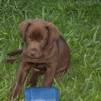 pequeÃ±o_labrador