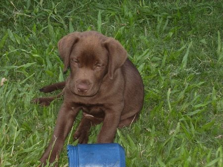 pequeño_labrador - cute, adorable, puppy, friend, labrador, chocolate labrador