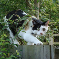 Grisu the Cat 