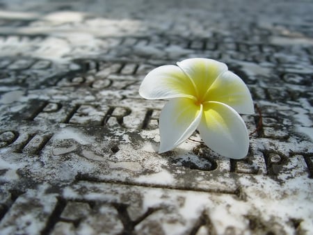 Momentariness - white, gravestone, death, grave, flower, life