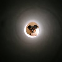 dog in tunel