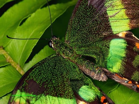 Butterfly - butterfly, nature, green