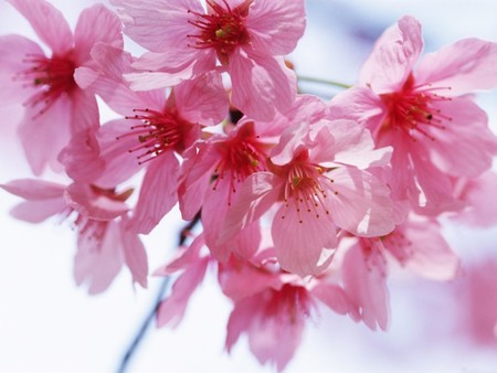 Blue Sky and Flowers - flowers