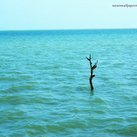 tree in ocean