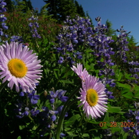 purple flower