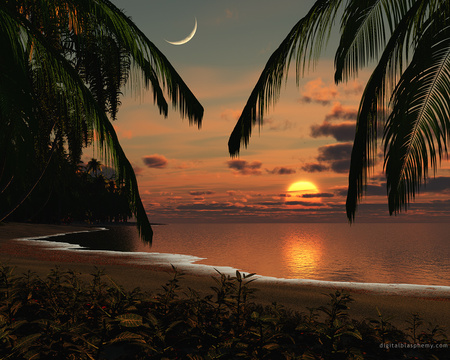 Tropic of Capricorn - moon, palm tree, tropic, capricorn, sunset