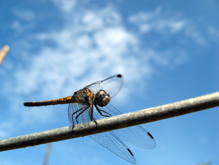 Dragonfly Closeup - large, natur, insect, hi rez, closeup, dragonfly