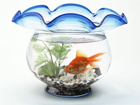 best bowl - photograph, bowl, unique, goldfish