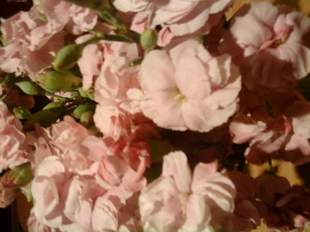 carnations - flowers, pink flowers, plants, carnations