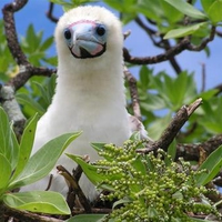 Booby Chick (The Bird)