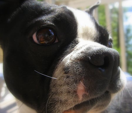 Nice day at the cottage - boston terrier, dog, animal, nature