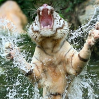 Tiger Roar