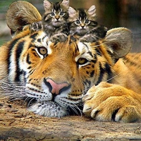 kitten and tiger