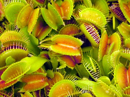 Insect Nightmare - venus fly trap, flesh, fly, venus, jaws, flower, plant