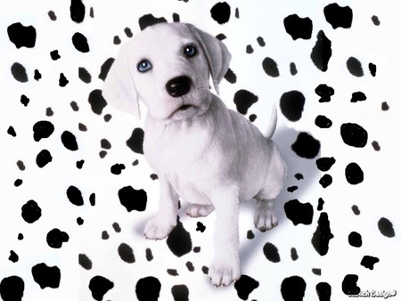 dalmation who exploded - dogs