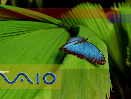 Vaio Butterfly - vaio butterfly