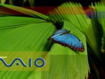 Vaio Butterfly