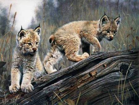 two of a kind - babies, nature, wild, bobcats