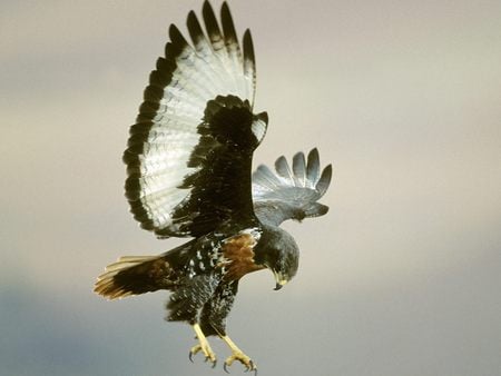 mighty falcon - bird-of-prey, falcon, majestic, wings