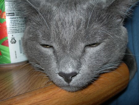 Baby Gray trying to snooze - cat, gray, baby gray, snoozing