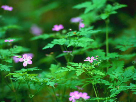 Forest flowers - flower