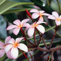 Frangipani Flowers