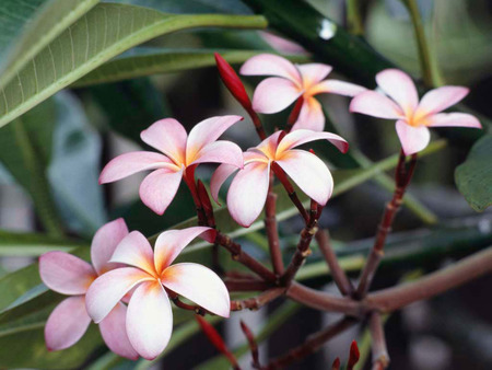 Frangipani Flowers - frangipani-flowers, flower