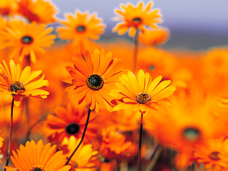 Garden - flowers, garden