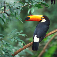 Toucan