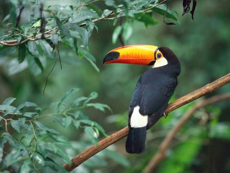 Toucan - tropical bird, ave, toucan, animals, tucano, tropical, rainforest, natureza, bird, toucans, colorfull, nature, cool, 3d, animais, birds