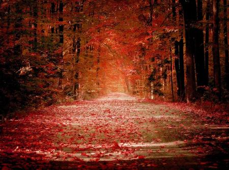 Autumn Road