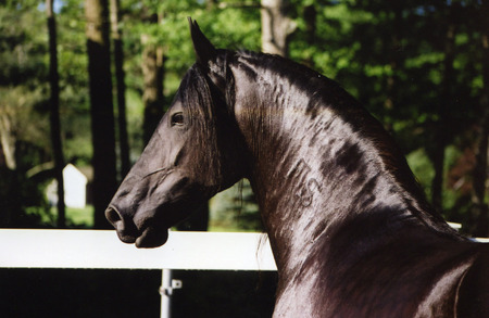 Friesian-Grace-head - black, friesian, horses, animals