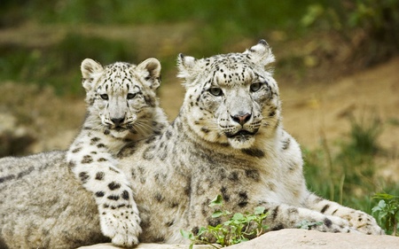 Mother And Cub - leopard, cub, snow leopard, cats, mother, animals