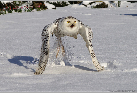 Snowy - owl, start, snow, fly