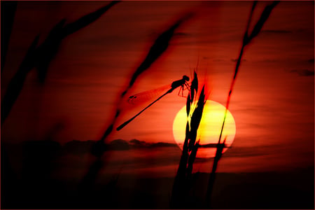 Red Planet - wind, flower, red, sun