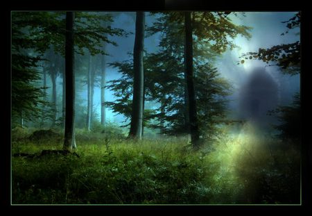 Temple Light - evening, natur, trees, forest