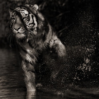 Shadow Tiger