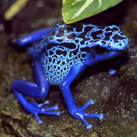 Blue Poison Arrow Frog