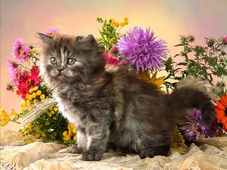 Fluffy kitten among flowers - sweet, cat, flower, kitten