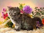 Fluffy kitten among flowers