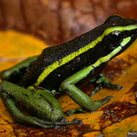 Green Striped Poison Arrow Frog