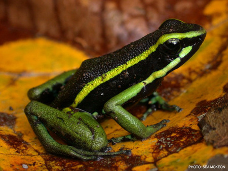 Green Striped Poison Arrow Frog - green poison, green frog, frog, green stiped