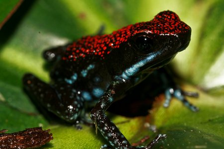 Ruby Poison Arrow Frog - ruby frog, frog, poison arrow, poison ruby frog