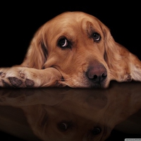 Sad dog