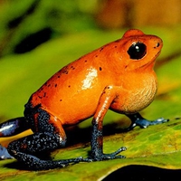 Orange Poison Dart Frog