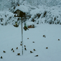 Chaffinches in the Snow