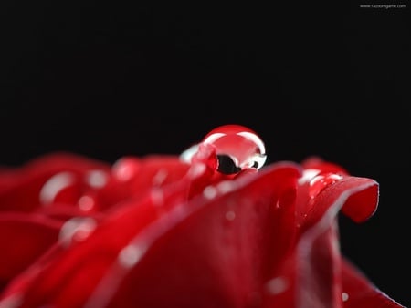 Big Drop - droplet, nature, drops, rose, flower