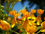 Ladybug on yellow flowers