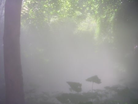 mid afternoon mist - cloud, forest, tree, mist